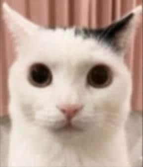 吳冠勳